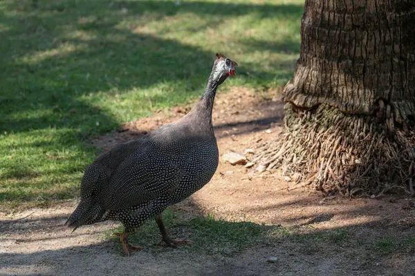 Gri kedi evini kapat otur ve Tayland 'daki bahçenin yanındaki eski duvarda uyu.