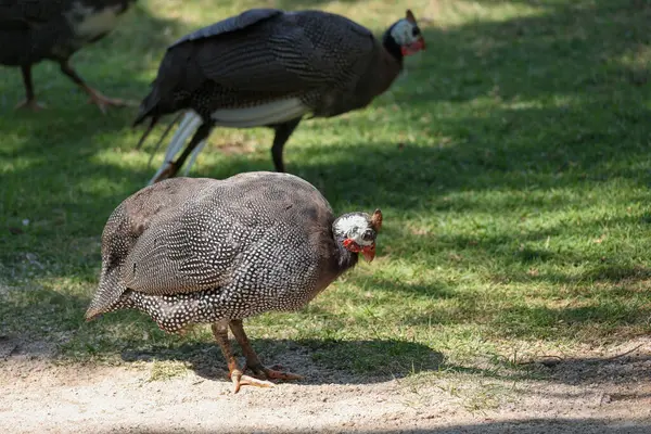 Gine baykuşu, ağacın altındaki doğa bahçesinde dinleniyor.