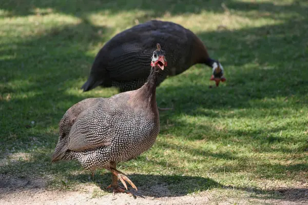 Gine baykuşu, ağacın altındaki doğa bahçesinde dinleniyor.