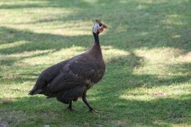 Gri kedi evini kapat otur ve Tayland 'daki bahçenin yanındaki eski duvarda uyu.