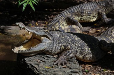 Timsah bahçedeki aksiyon gösterisi başı.