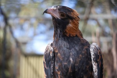 Siyah göğüslü akbaba Avustralya 'da doğada bir yırtıcıdır.