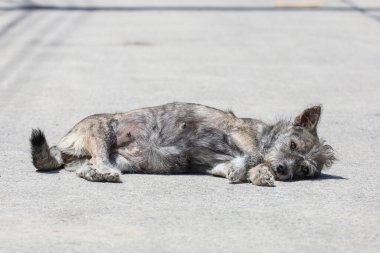 Küçük gri köpek harakettir. Beton zeminde uyu. 
