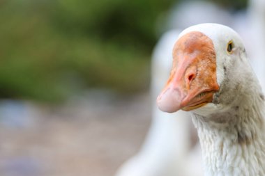 Başını kapat Bahçedeki beyaz kaz