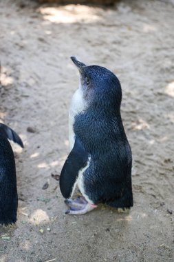 Peri pengueni ya da mavi penguen çok şirin ve yerel bir hayvandır.