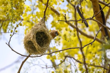 Doğada kuru samandan yuva yapan sarı kuş.