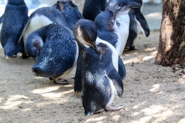 Peri pengueni ya da mavi penguen çok şirin ve yerel bir hayvandır.