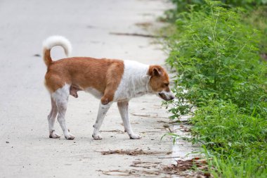 Küçük kahverengi ve beyaz köpek çimento zeminde bir aksiyon oyunu.