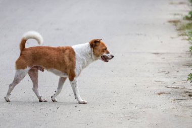 Küçük kahverengi ve beyaz köpek harakettir. Beton zeminde dur.
