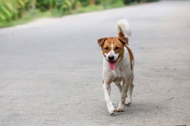 Küçük kahverengi ve beyaz köpek çimento zeminde bir aksiyon oyunu.