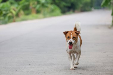 Küçük kahverengi ve beyaz köpek çimento zeminde bir aksiyon oyunu.