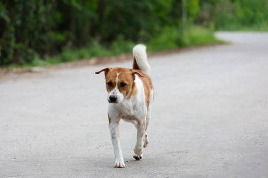 Küçük kahverengi ve beyaz köpek çimento zeminde bir aksiyon oyunu.
