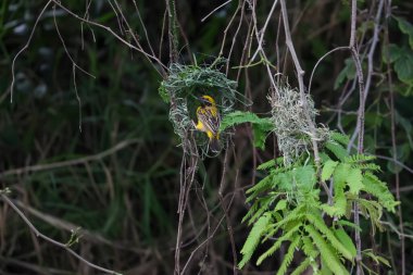 Doğada kuru samandan yuva yapan sarı kuş.