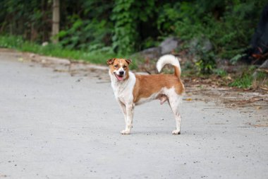 Küçük kahverengi ve beyaz köpek çimento zeminde bir aksiyon oyunu.