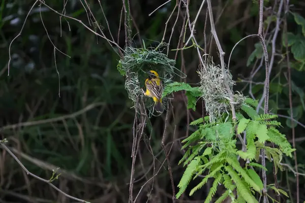 Doğada kuru samandan yuva yapan sarı kuş.