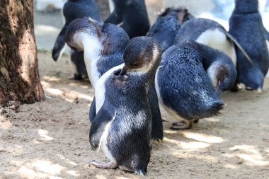 Peri pengueni ya da mavi penguen çok şirin ve yerel bir hayvandır.