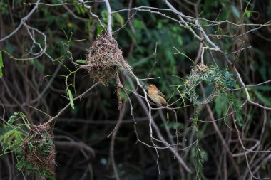 Doğada kuru samandan yuva yapan sarı kuş.