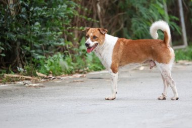 Küçük kahverengi ve beyaz köpek çimento zeminde bir aksiyon oyunu.