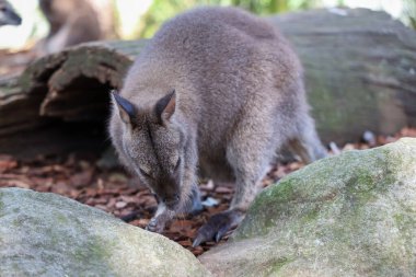Tammar Wallaby Avustralya 'da küçük ve sevimli bir hayvandır.