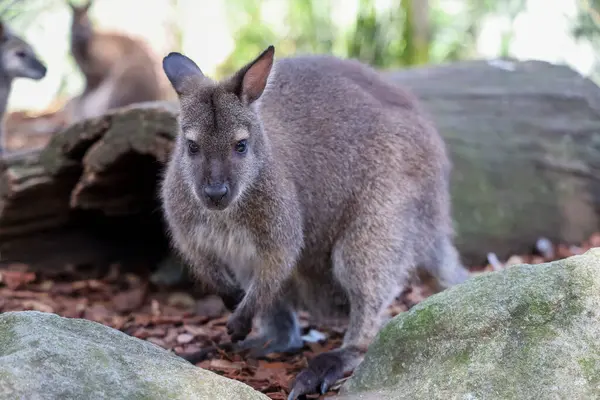 Tammar Wallaby Avustralya 'da küçük ve sevimli bir hayvandır.