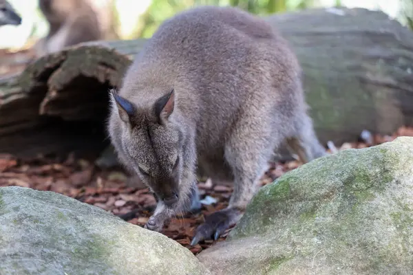 Tammar Wallaby Avustralya 'da küçük ve sevimli bir hayvandır.