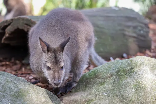 Tammar Wallaby Avustralya 'da küçük ve sevimli bir hayvandır.