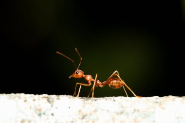 Eski duvardaki kırmızı karıncayı kapat.