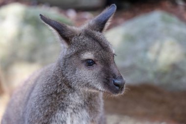 Tammar Wallaby Avustralya 'da küçük ve sevimli bir hayvandır.