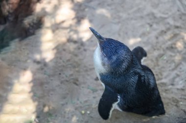 Peri pengueni ya da mavi penguen çok şirin ve yerel bir hayvandır.