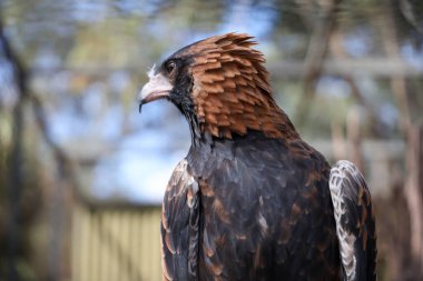 Siyah göğüslü akbaba Avustralya 'da doğada bir yırtıcıdır.