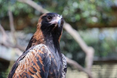 Siyah göğüslü akbaba Avustralya 'da doğada bir yırtıcıdır.