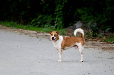 Küçük kahverengi ve beyaz köpek çimento zeminde bir aksiyon oyunu.