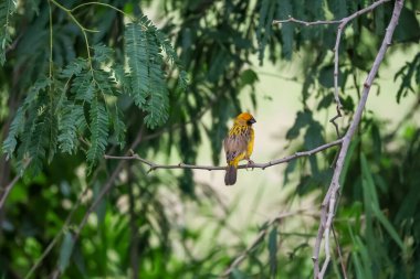 Sarı kuş dinleniyor ve ağaçta kalıyor.