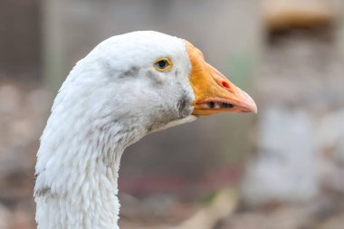 Tayland 'daki doğa çiftliği bahçesinde kazı kapat.