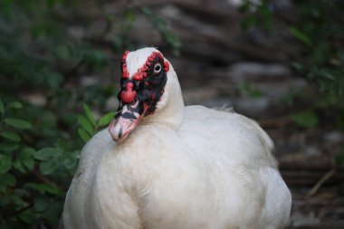 Beyaz ördek doğa bahçesinde kalıyor.