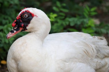 Beyaz ördek doğa bahçesinde kalıyor.