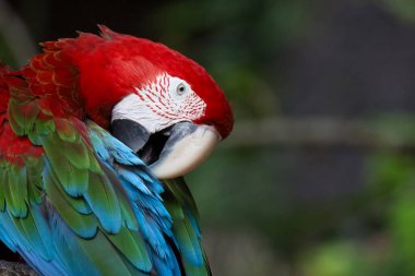 Bahçedeki kırmızı papağan kuşunun kafasını kapat. 