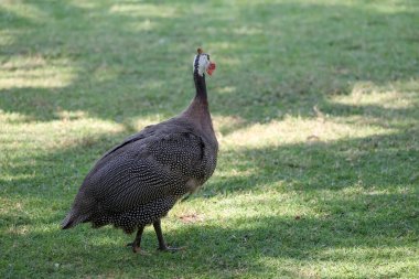 Gine baykuşu, ağacın altındaki doğa bahçesinde dinleniyor.