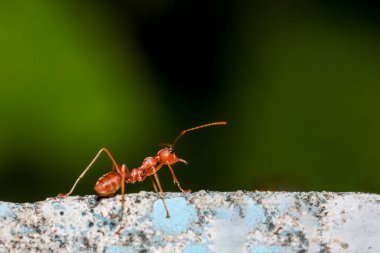 Eski duvardaki kırmızı karıncayı kapat.
