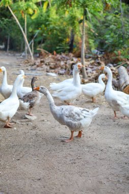 Tayland 'daki doğa çiftliği bahçesinde kepekli kazı kapat.