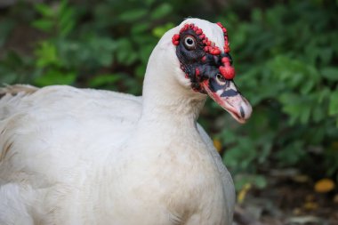 Beyaz ördek doğa bahçesinde kalıyor.