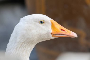 Tayland 'daki doğa çiftliği bahçesinde kazı kapat.