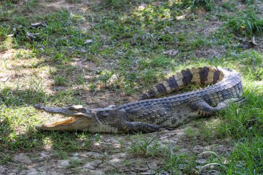 Tayland timsahı bahçede dinleniyor.