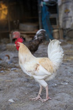 Beyaz Betong kuru bahçedeki büyük piliçtir. 