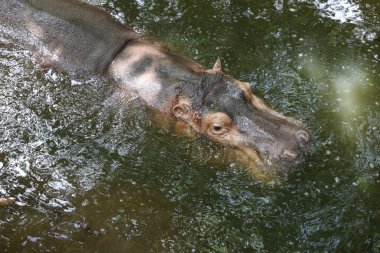 Büyük su aygırı nehirde yüzüyor.