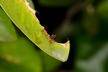 Tayland 'da taze yaprağın üzerine kırmızı karıncayı kapat.
