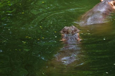 Yaklaş. Büyük su aygırı nehirde yüzüyor. 
