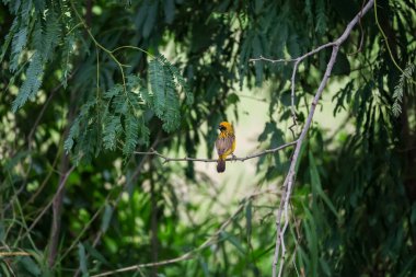 Sarı kuş dinleniyor ve ağaçta kalıyor.
