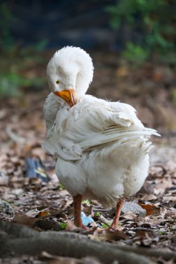 Tayland 'daki doğa çiftliği bahçesine yakın beyaz kaz.