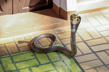 Güzel siyah kobra yılanı Tayland 'da beton zeminde